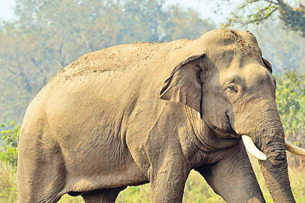 डेरी जाँदै गर्दा हात्तीको आक्रमण, एक जनाको मृत्यु